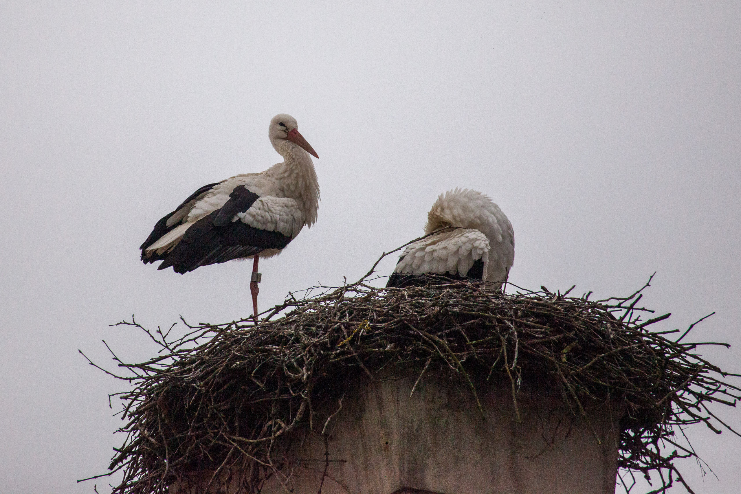 20110313164321 IMG 7390